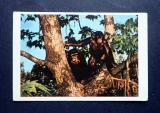 Tarzan kuva no 40 Purkkakuva