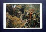 Tarzan kuva no 41 Purkkakuva