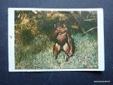 Tarzan kuva no 116 purkkakuva
