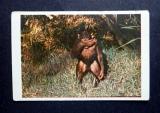 Tarzan kuva no 116 Purkkakuva